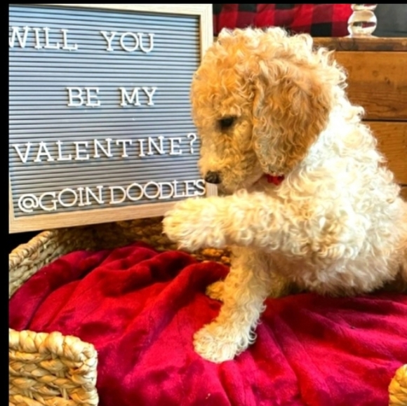 LIGHT GRAY CASHMERE CARDIGAN Fits M/LG VNPLC - Picture 3 of 16